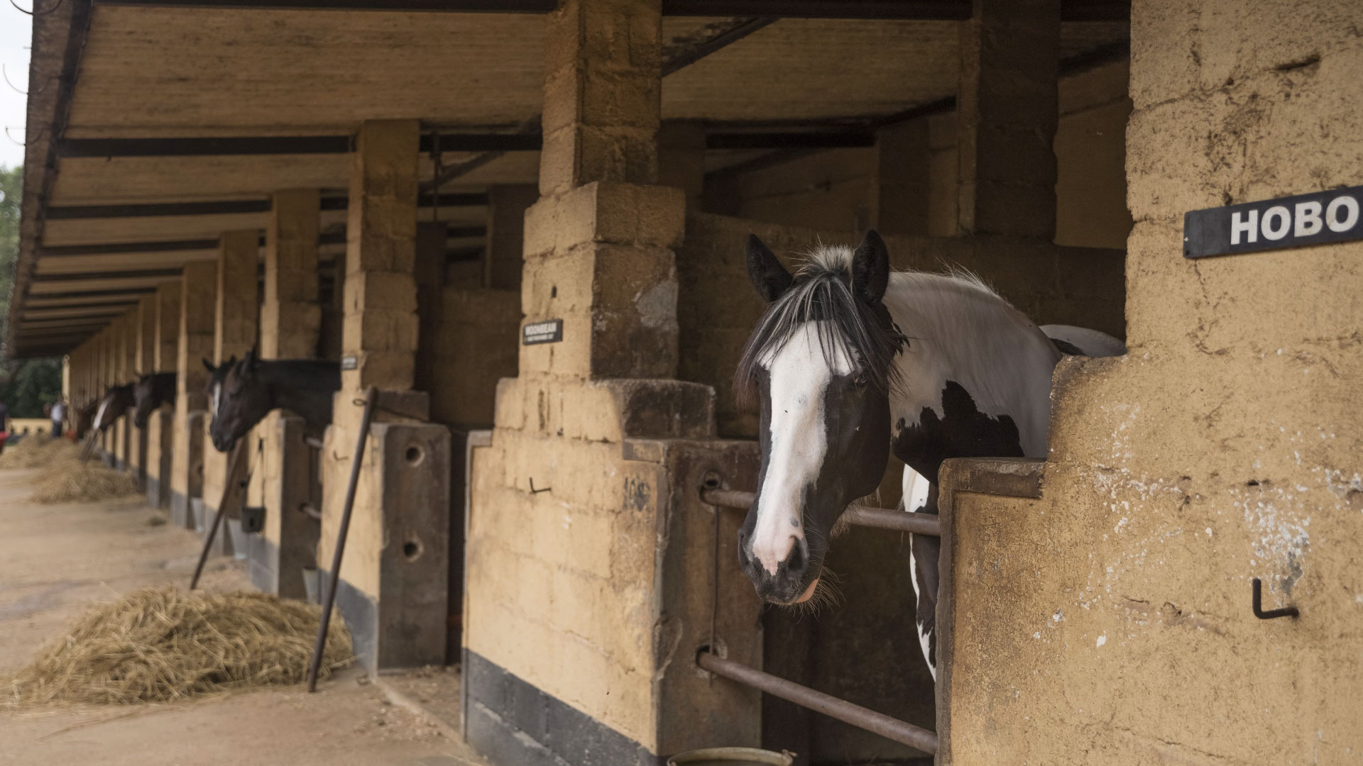 Taking Your Time with Horses Before the Ride