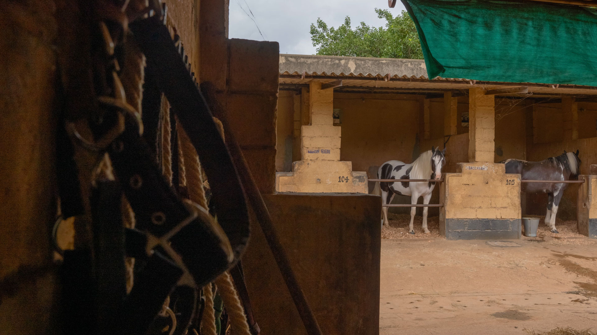 Getting Up Close and Personal with the Horses