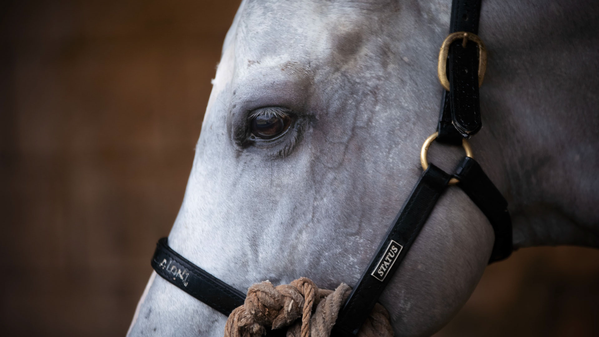 Ending on a Delicious Note at Ai Cavalli