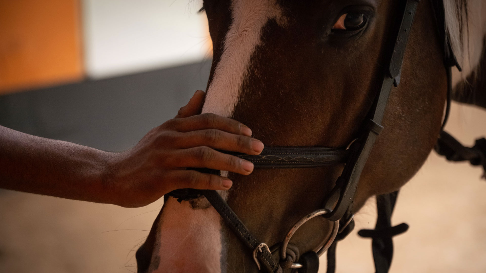 Taking Your Time with Horses Before the Ride