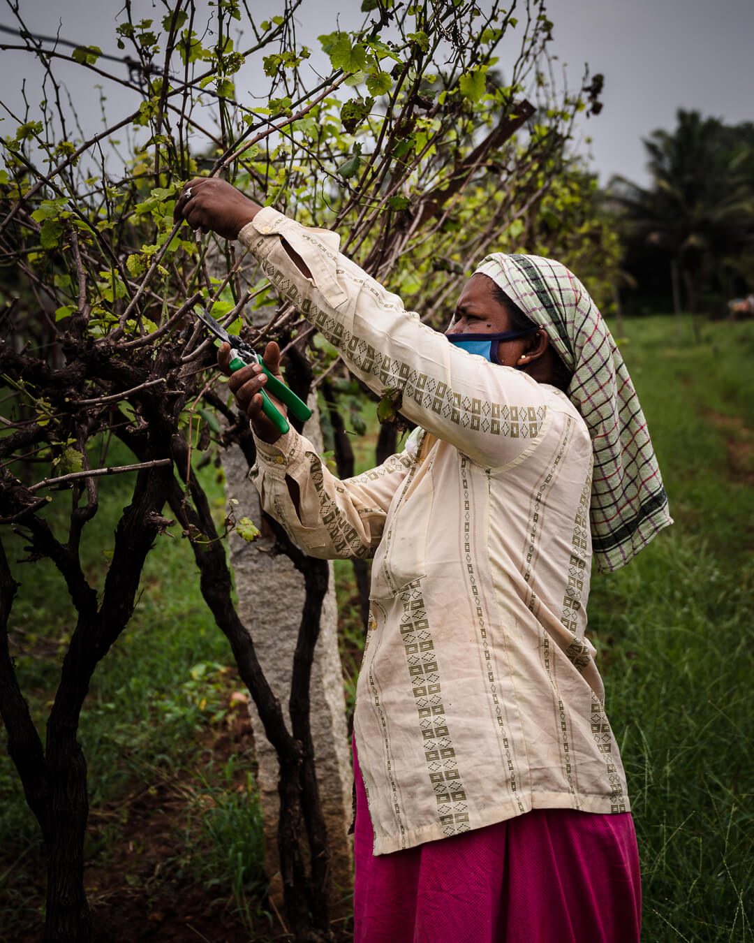 Strolling Through the Vineyard – A Walk to Remember