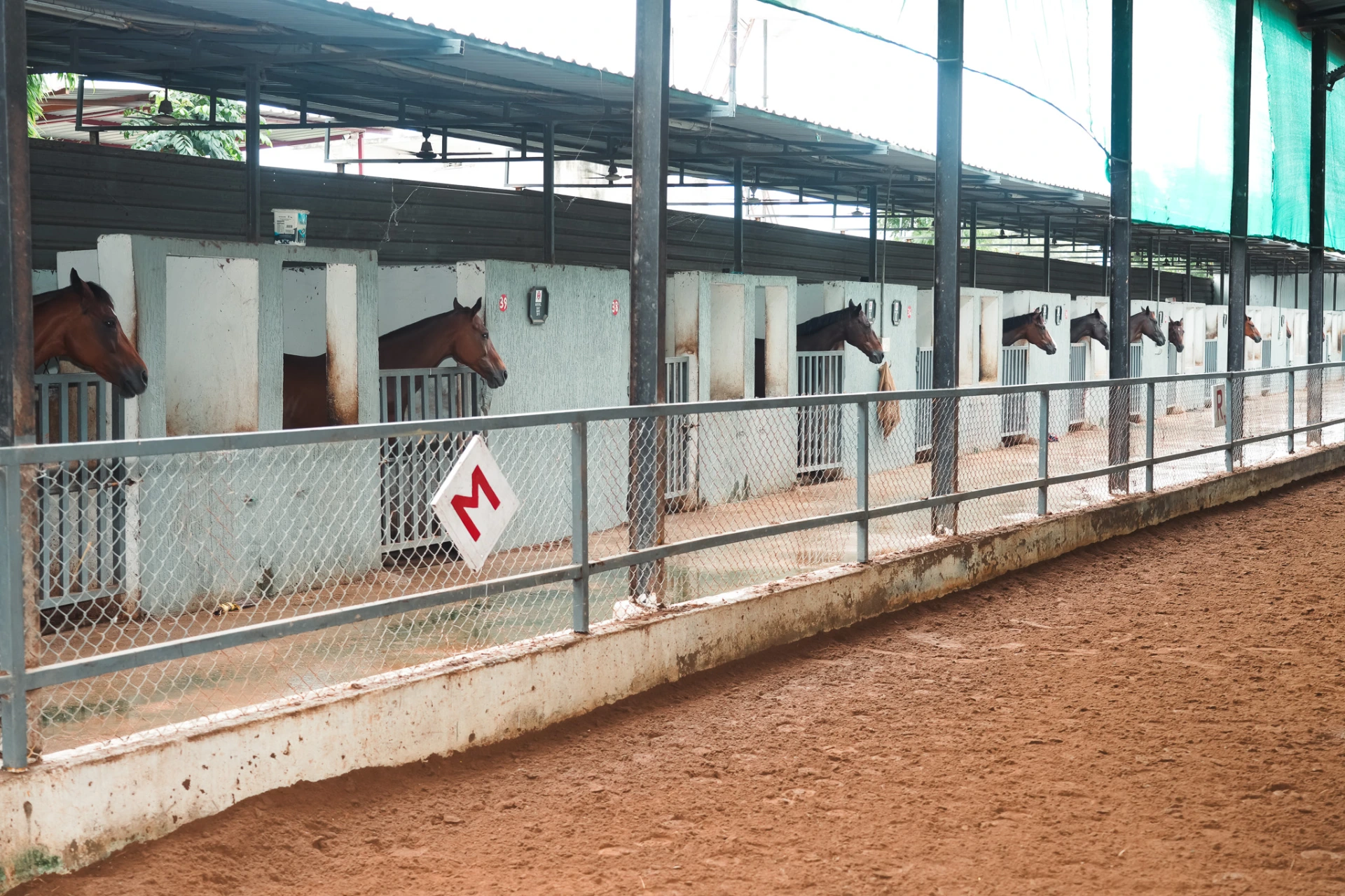 Getting to Know the Horses Starts with the Stables