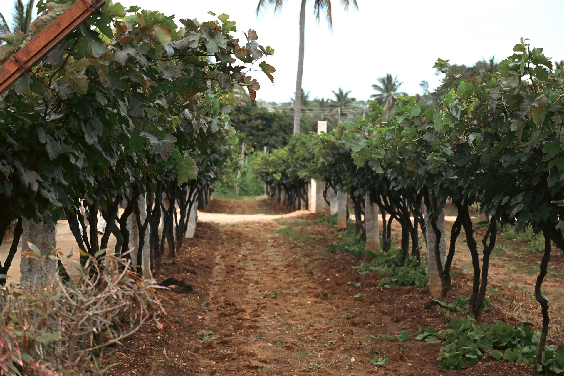 Walking Through the Heart of the Vineyard