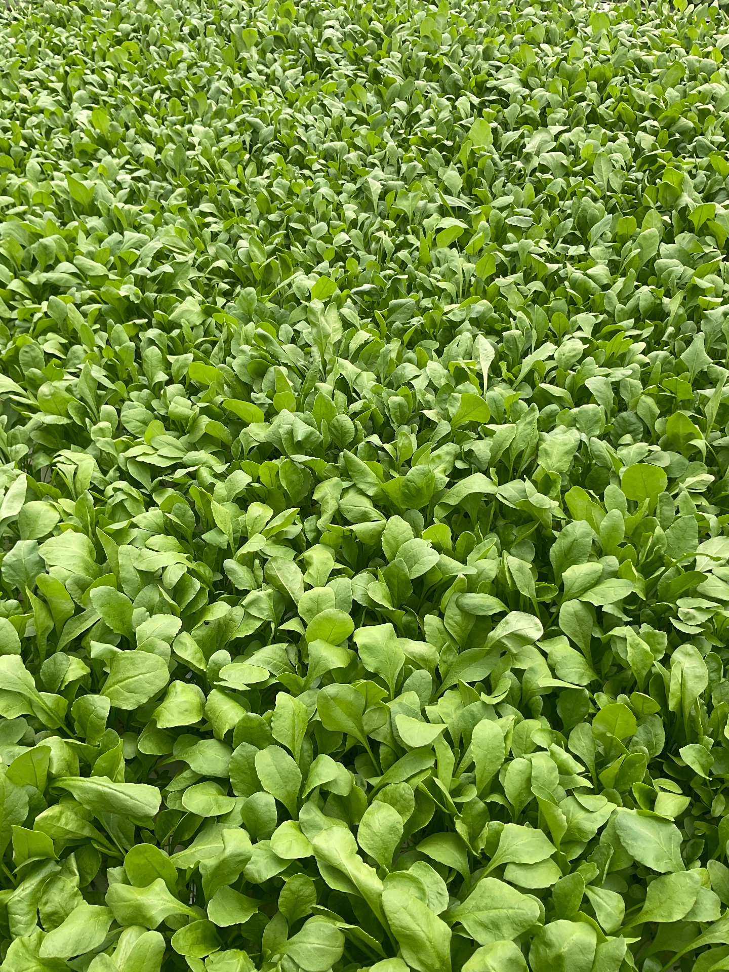 Why science matters when growing plants without soil