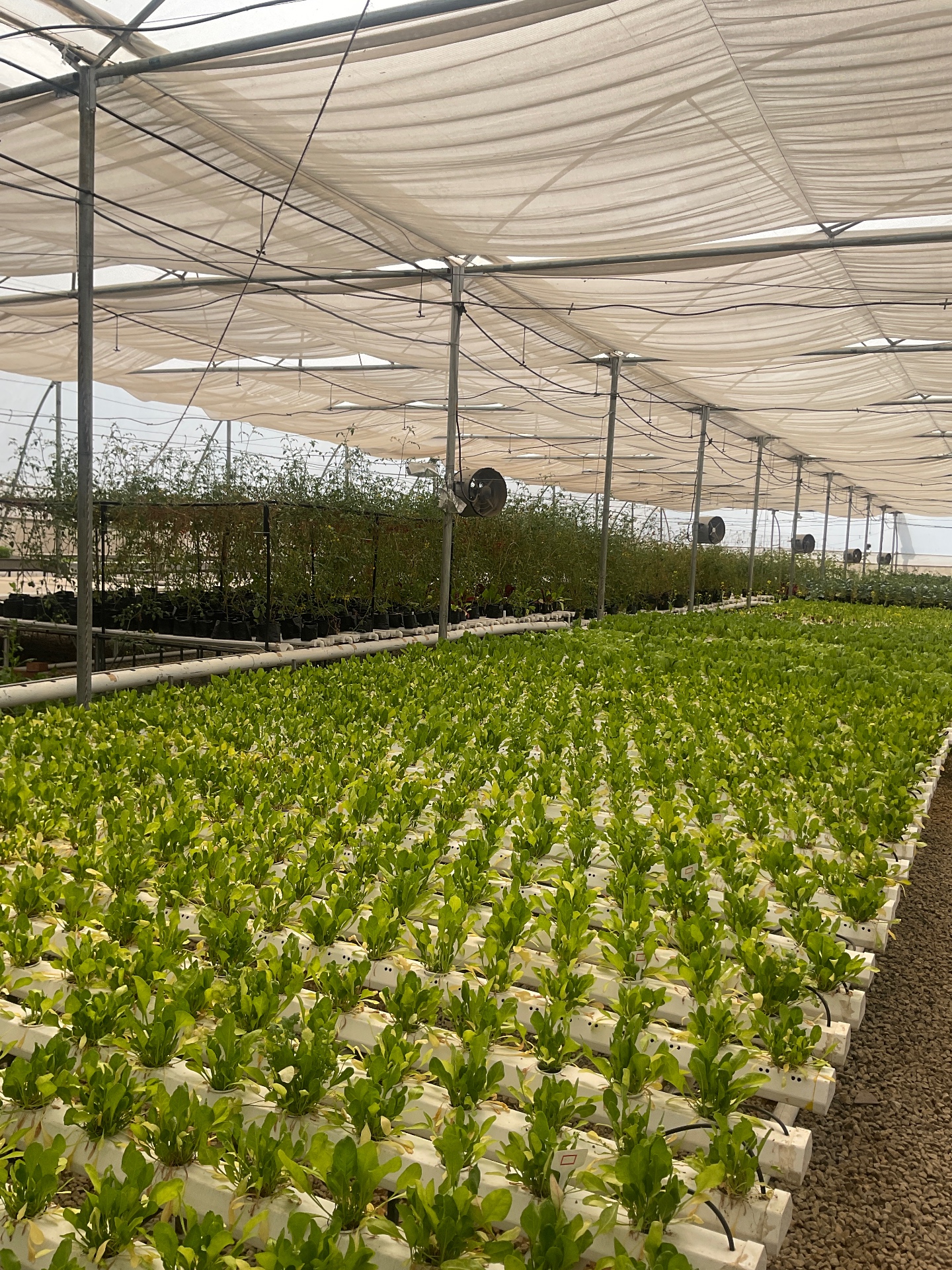 Getting Up Close With The Hydroponic Magic