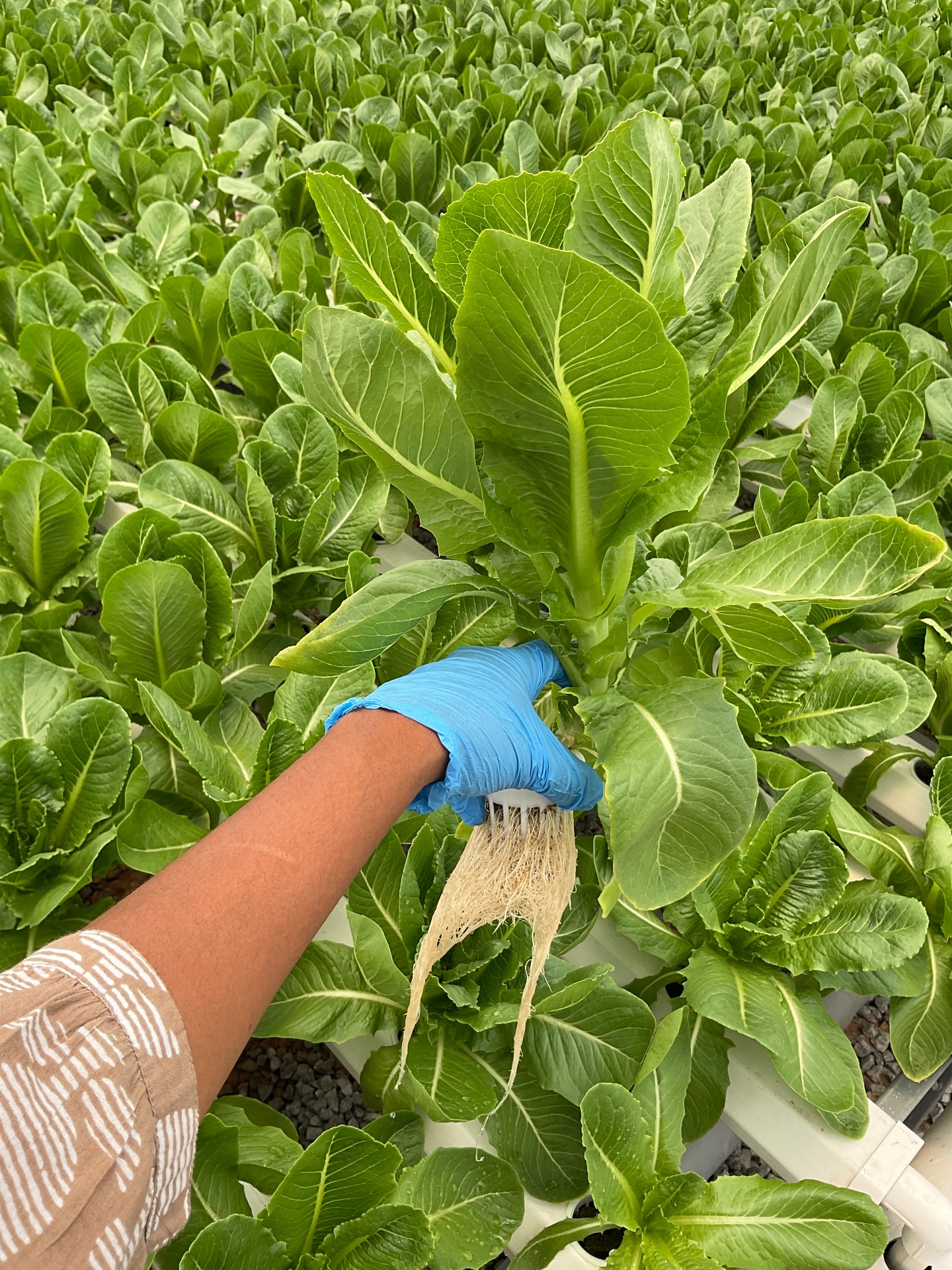 Getting Up Close With The Hydroponic Magic