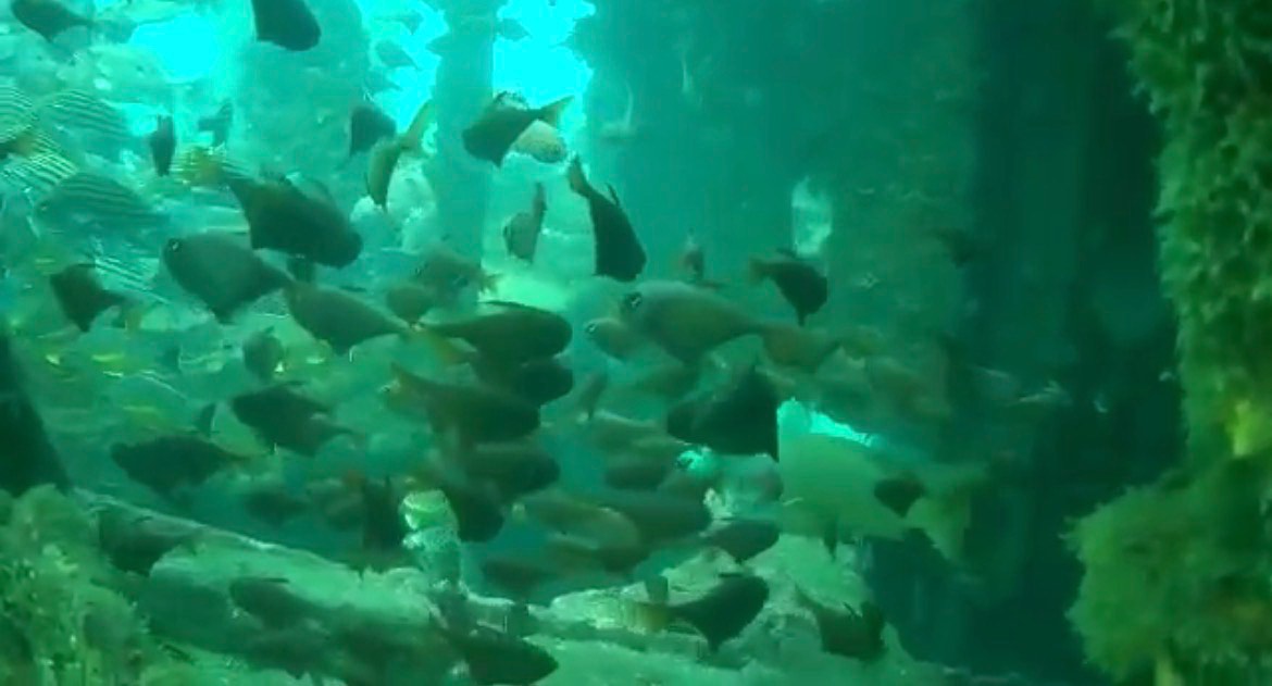 The Ocean Dive: Where the Real Magic Happens