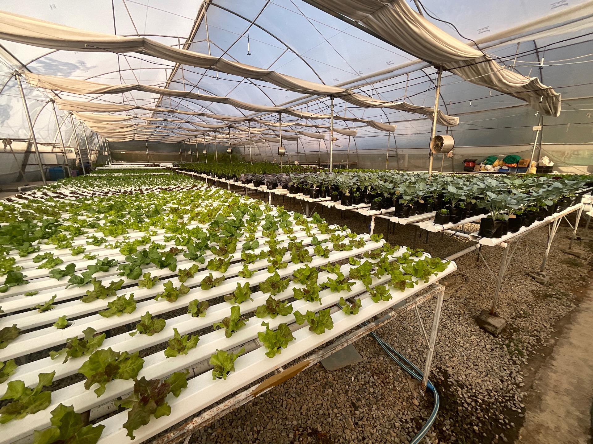 Rows of leafy hydroponic plants growing in a greenhouse setup with nutrient pipes.