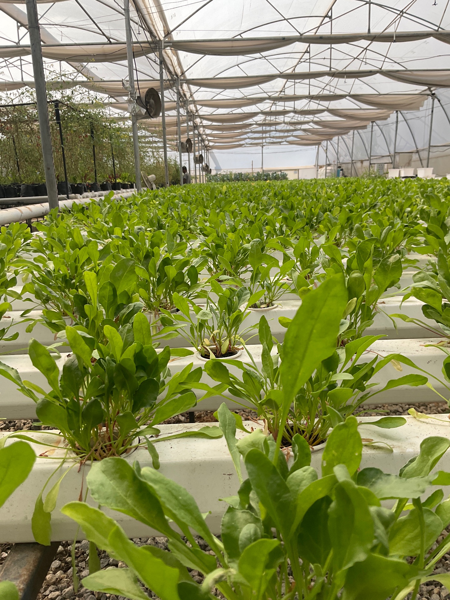 Harvesting the fruits (or greens) of your labor