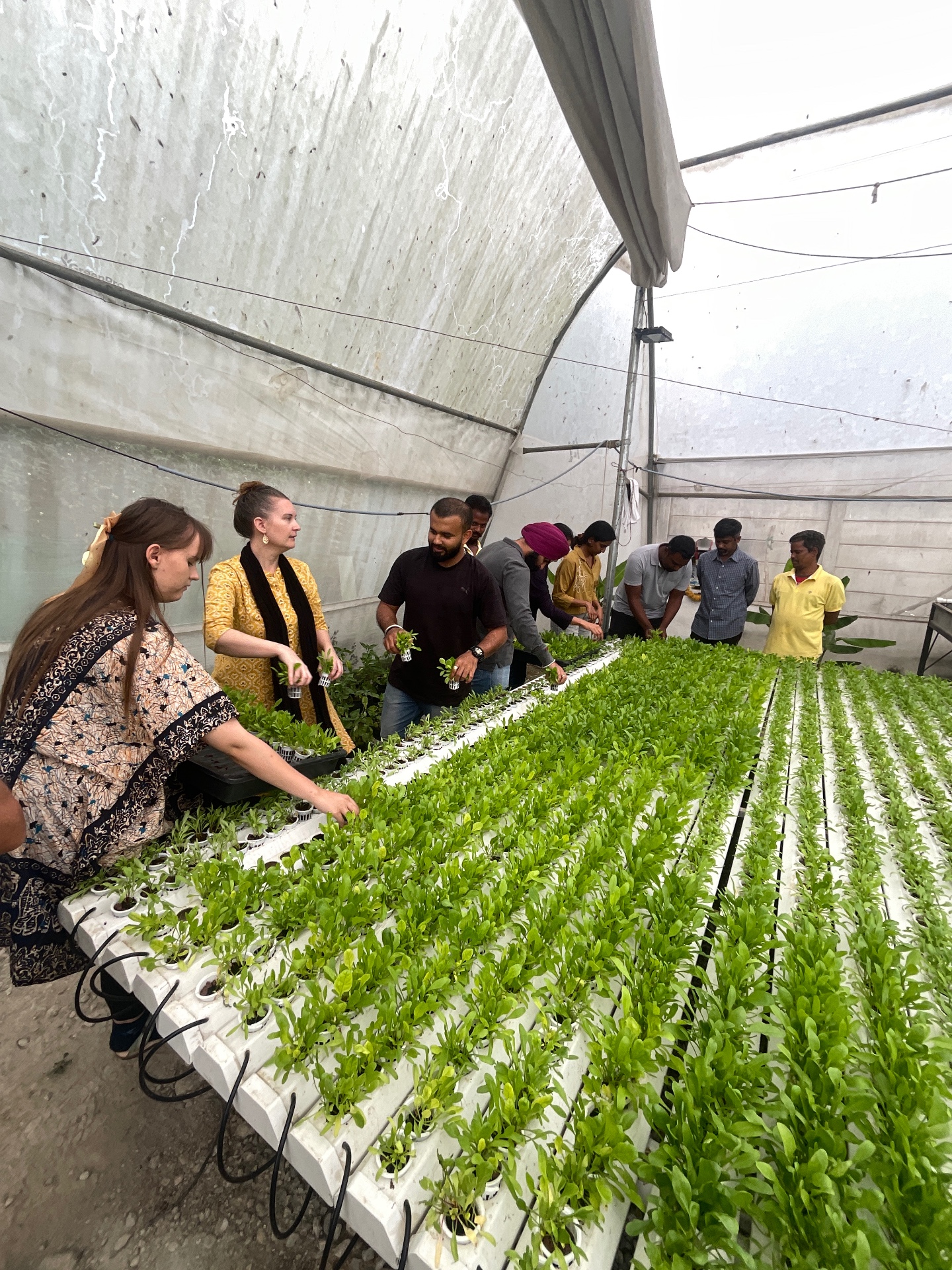 Group of people learning hydroponic farming in a greenhouse with rows of leafy green plants in nutrient film technique setup.