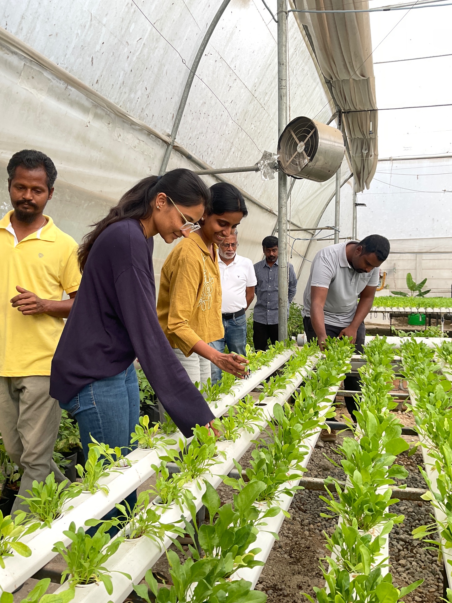 Walking into the hydroponic polyhouse feels like stepping into the future