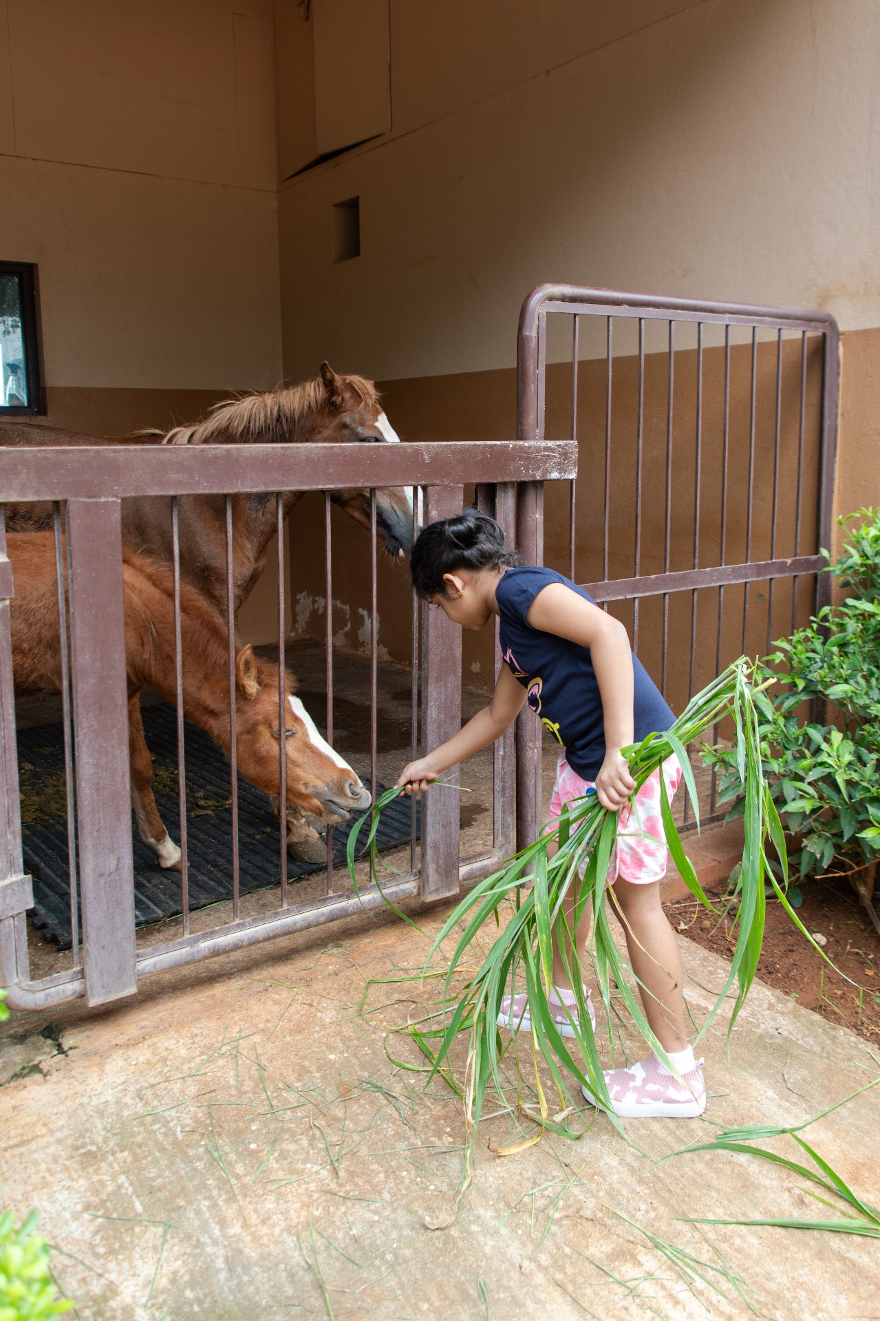 How Alive Makes You Feel at Home With Horses