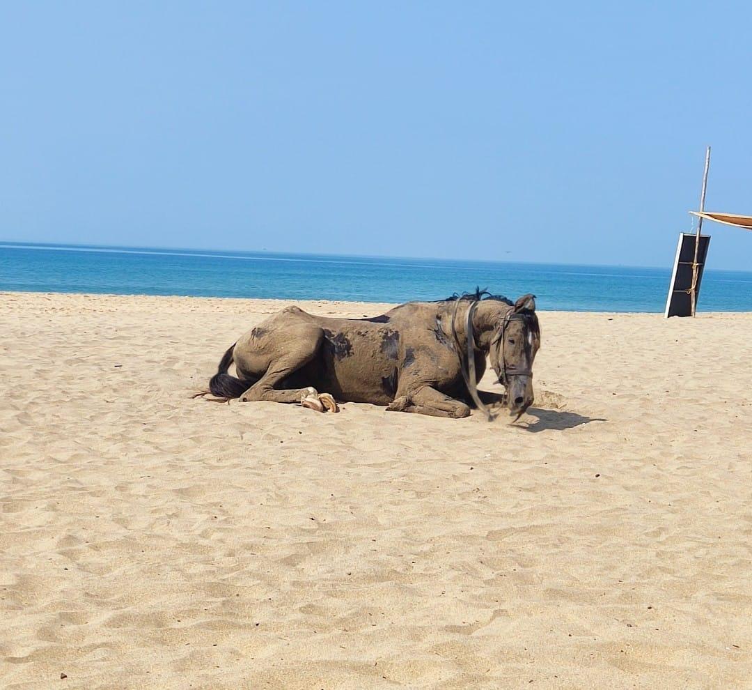Why This Beach Horse Ride Is Perfect for Everyone