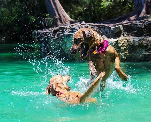 Splash Time: Watching Dogs Dive Into Pure Fun