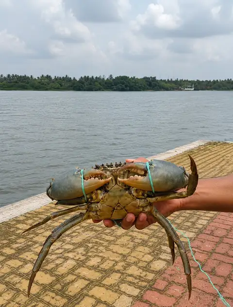 The Goan Fishing Experience