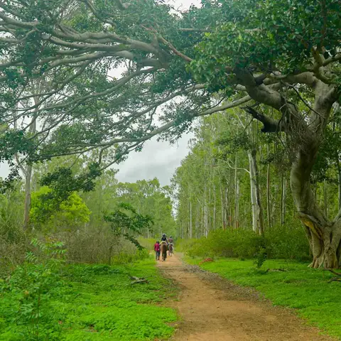 Share the silence with friends in the lush woods close to, but tucked away, from the city. 