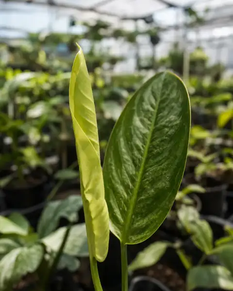 Standalone gallery: show a face-free macro view of an emerging leaf beside a mature leaf.