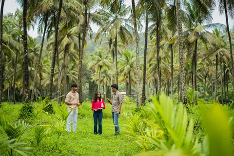 Immersive Coconut Farm Experience